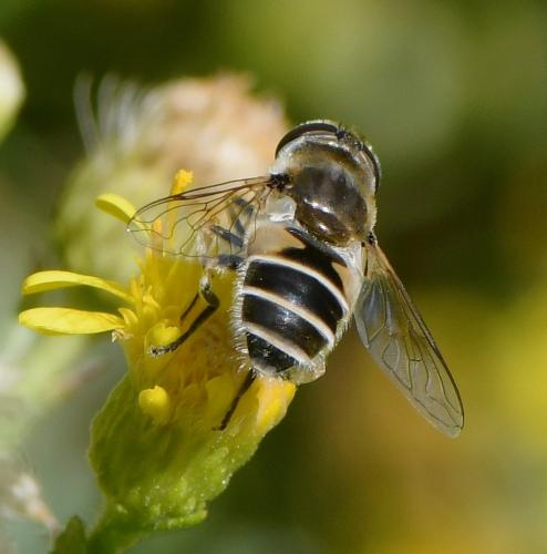 Réf. 240 664 : Eristalis arbustorum